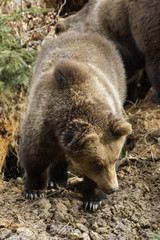 Braunbär