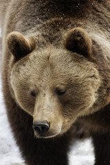 Fototapeta premium Braunbär