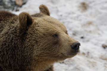 Obraz premium Braunbär