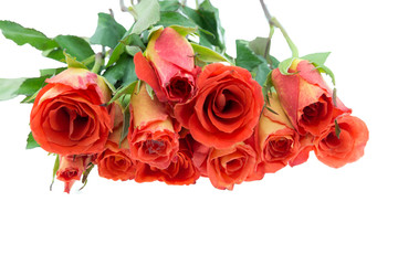 orange rose isolated on white