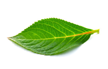 leaves on white background