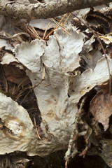 Peltigera lichen