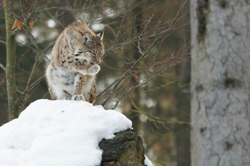 Luchs (lynx lynx)