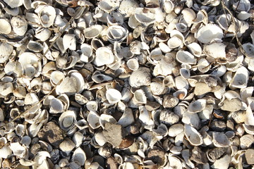 river mussels