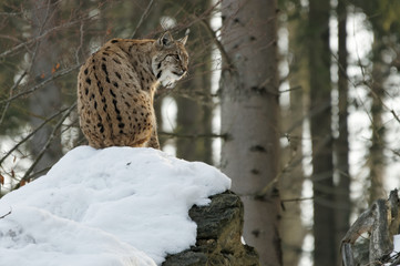 Luchs (lynx lynx)