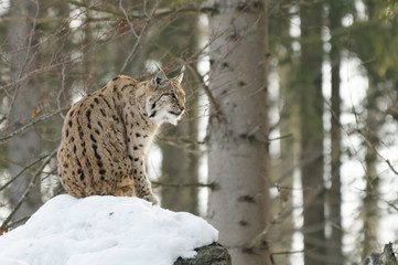 Luchs (lynx lynx)