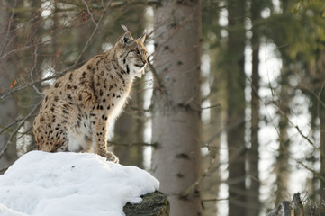 Luchs (lynx lynx)