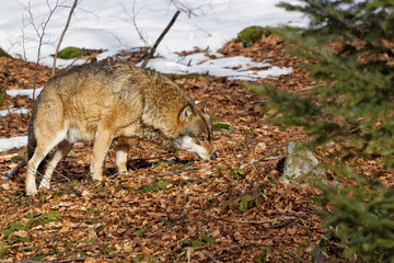 Wolf ( canis lupus )