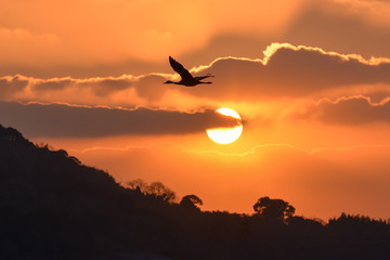 日本の夕日