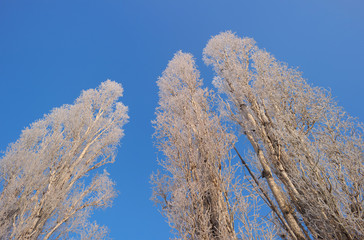 Пирамидальные тополя в инии на сильном морозе 1