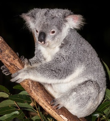 cute koala