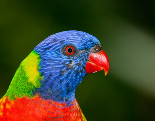 australian lorikeet