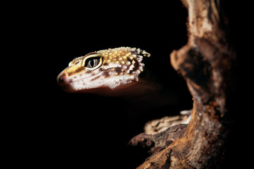 Leopard gecko