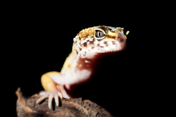 Leopard gecko