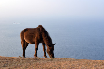 丘の上の御崎馬
