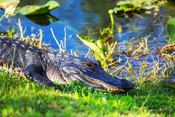 Alligator