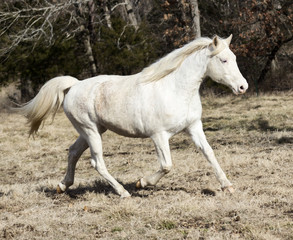 white horse trotting