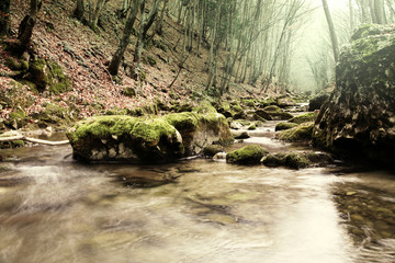 Creek in forest