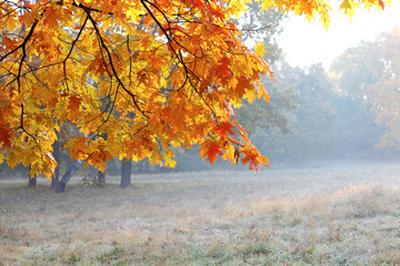 Fototapeta na wymiar Autumn oak branches and rime forest