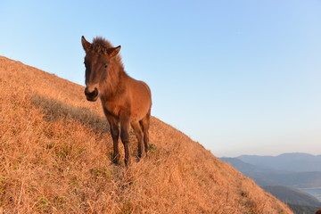丘の上の仔馬