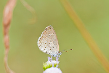 Butterfly on a blade of grass.