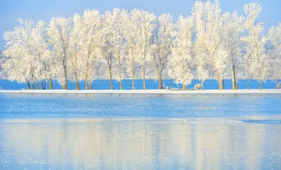Crédence de cuisine en verre imprimé Hiver Frosty winter tree