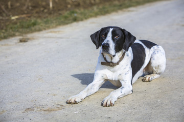 Hund liegend