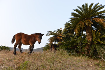 ソテツと馬