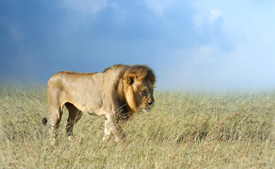 Fototapeta na wymiar Lion in grass