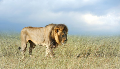 Fototapeta na wymiar Lion in grass