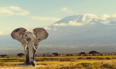 Elephant