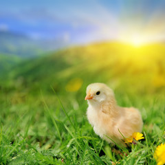 Little chicken