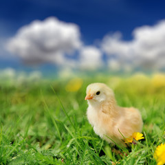 Little chicken