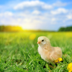 Little chicken