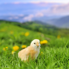 Little chicken