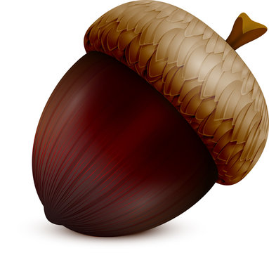 Acorn