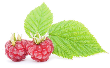 red raspberry fruits isolated