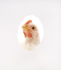 Obraz premium chicken