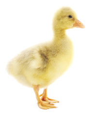 little gosling isolated