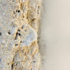 Embedded fossil of a seashell in a rock