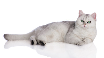 grey british shorthair kitten lying down on white