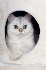 adorable british shorthair kitten