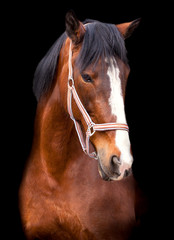 Obraz premium portrait bay horse on a black background