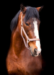 portrait bay horse on a black background