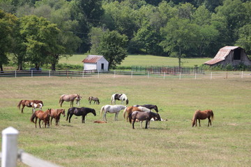 Horses Grazing in pasture