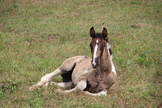 Horse Foal laying down