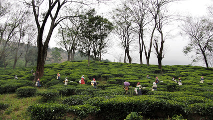 Teeernte in Indien