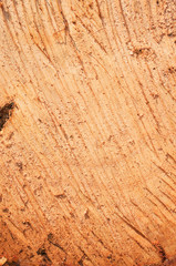 Cut wood surface