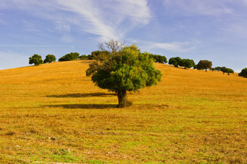 Fototapeta premium Olive Tree