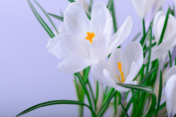 Fototapeta premium spring flowers close up